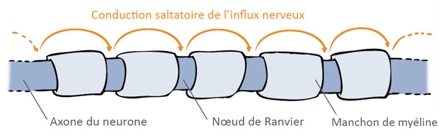 Noeuds De Ranvier; Noeud de Ranvier