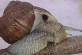 comment reparer la coquille d'un escargot