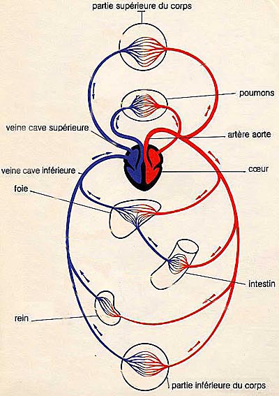 appareil cardio vasculaire