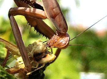 quels sont les animaux granivores
