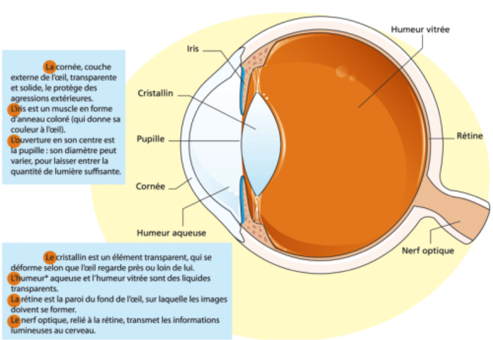 qcm de l'oeil au cerveau 1s