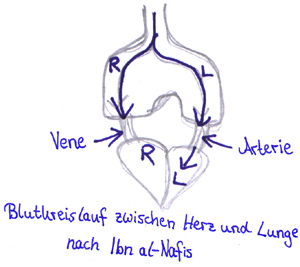 Das Blut Gefror Mir In Den Adern Die Entdeckung Des Lungenkreislaufs Le Site De La Fondation La Main A La Pate