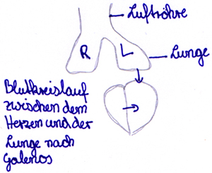 Das Blut Gefror Mir In Den Adern Die Entdeckung Des Lungenkreislaufs Le Site De La Fondation La Main A La Pate