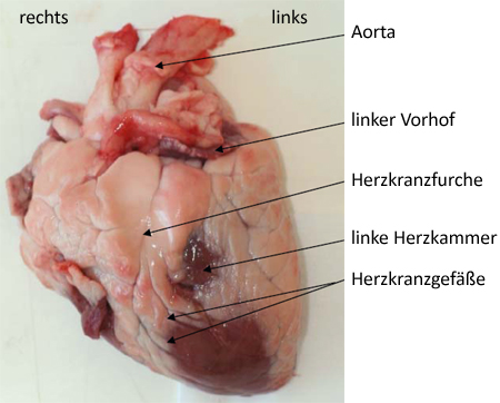 Sezieren Des Herzens Le Site De La Fondation La Main A La Pate