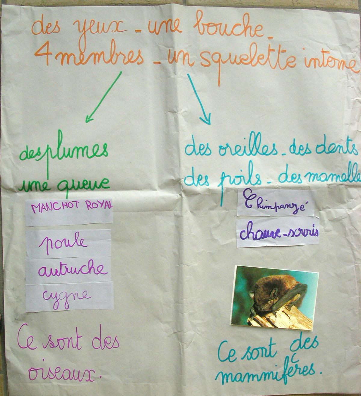 La chauve-souris : un animal discret et méconnu