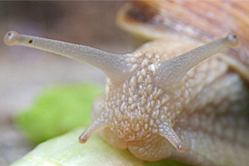 Comment Gerer Un Elevage En Classe Le Site De La Fondation La Main A La Pate