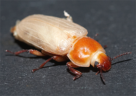 Comment Gerer Un Elevage En Classe Le Site De La Fondation La Main A La Pate