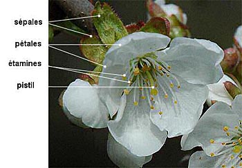 Biologie Végétale Fonctions De Reproduction Le Site De